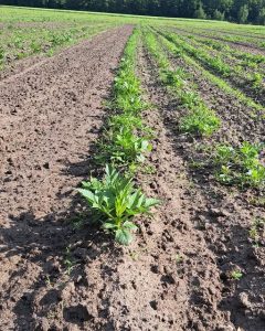 Eerste plantjes boven de grond.