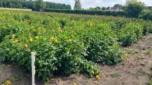 Bloemen vertroetelen 2025
